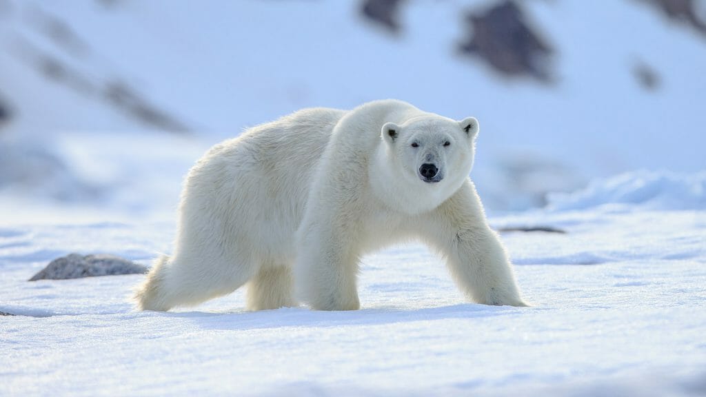 Polar Bear, Churchill, Canada