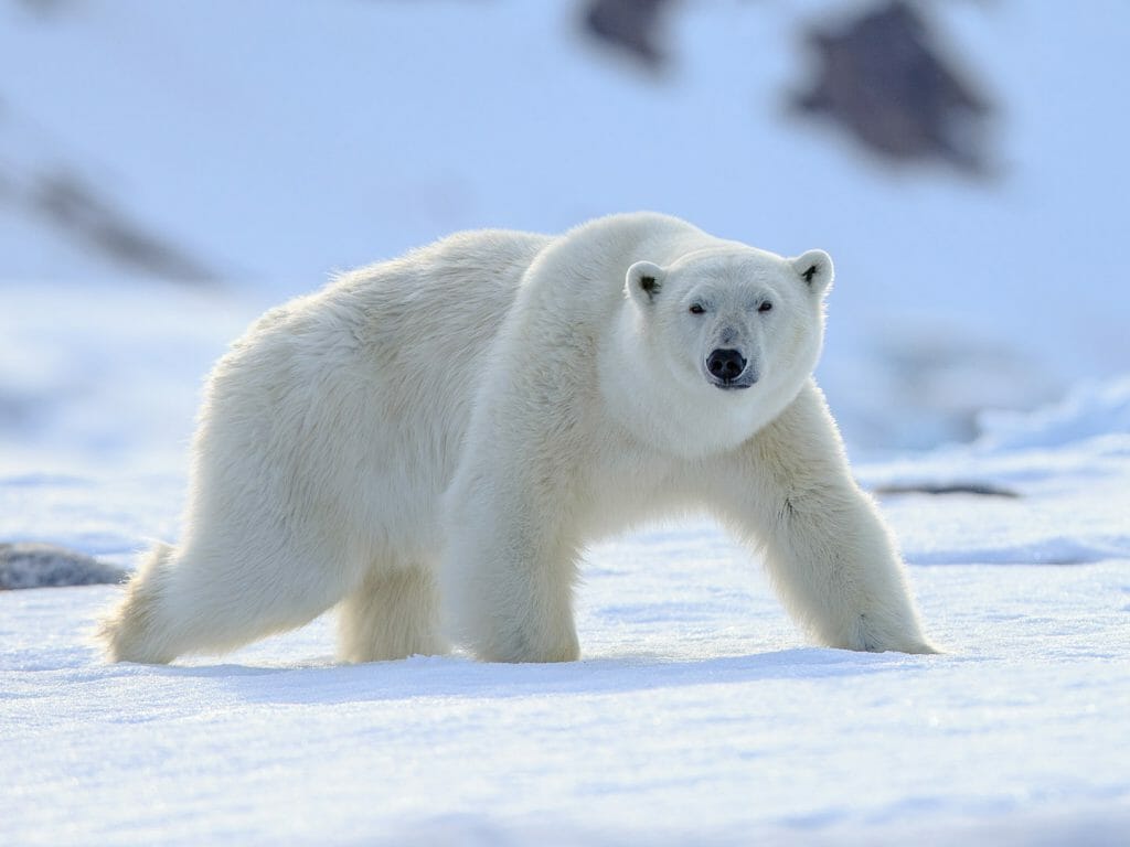Polar Bear, Churchill, Canada