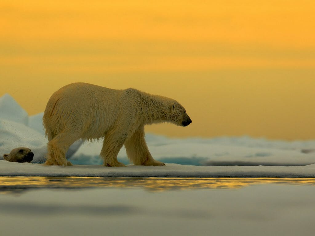 Polar bear on the drift ice with snow, with evening yellow sun, Spitsbergen, Norway