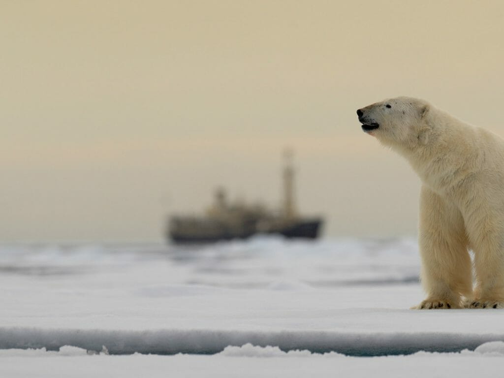 Polar Bear, Spitsbergen, Arctic
