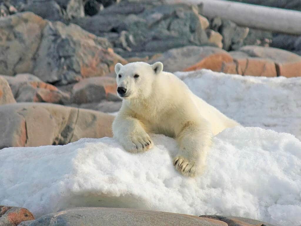Polar Bear on Ice