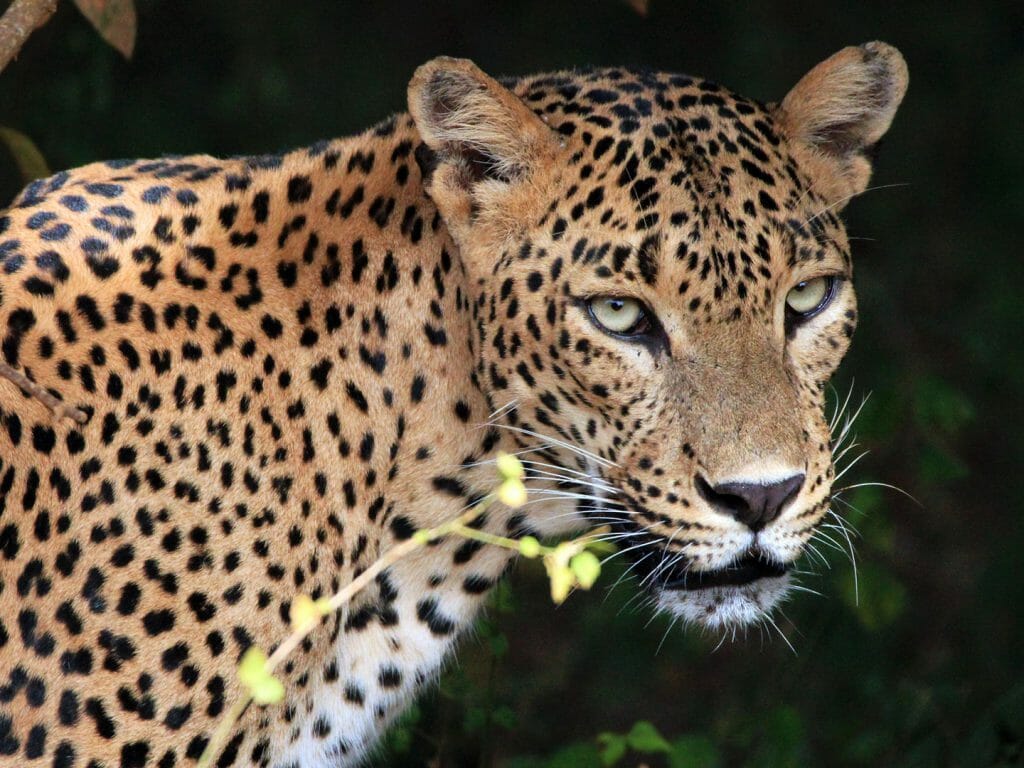 Portrait of an Sri Lankan Leopard, Yala, Sri Lanka