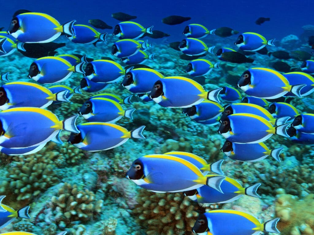Powder Blue Tang, Maldives