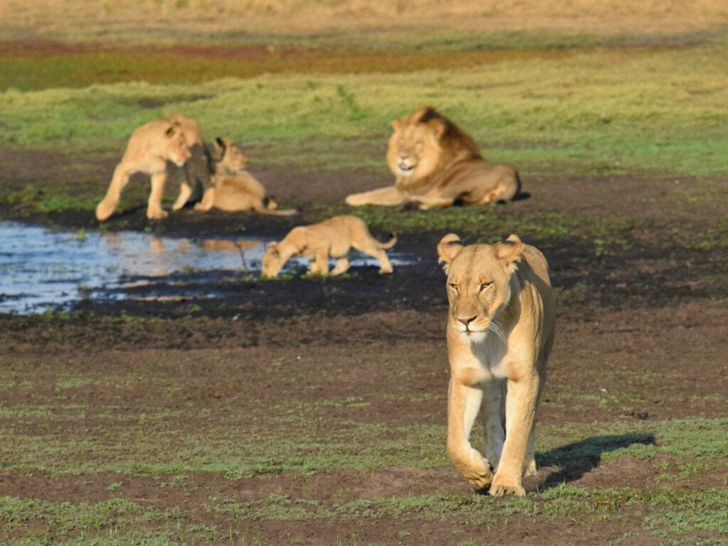 Liuwa Plains, Zambia