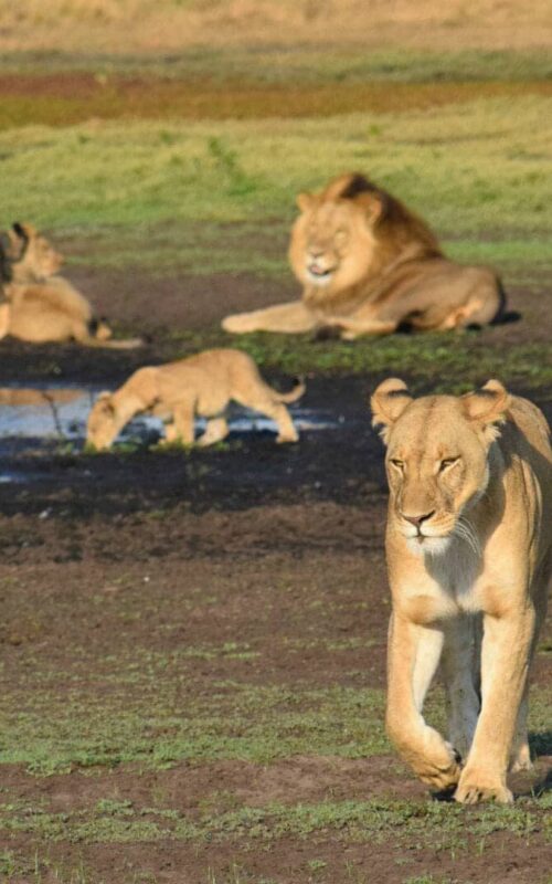 Liuwa Plains, Zambia