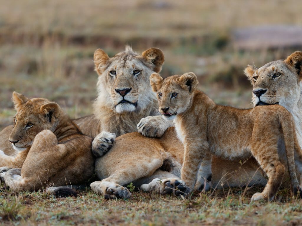 Pride of Lions, Masai Mara, Kenya