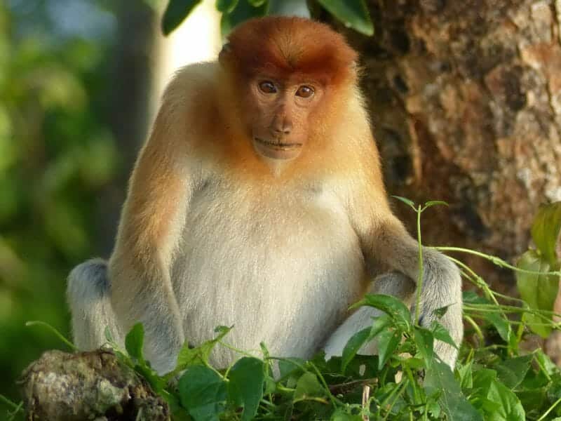 Proboscis Monkey, Kinabatangan River, Malaysia