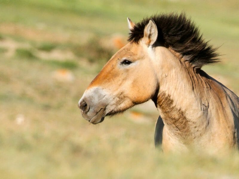 Close up of bay coloured przewalski horse with black mane.