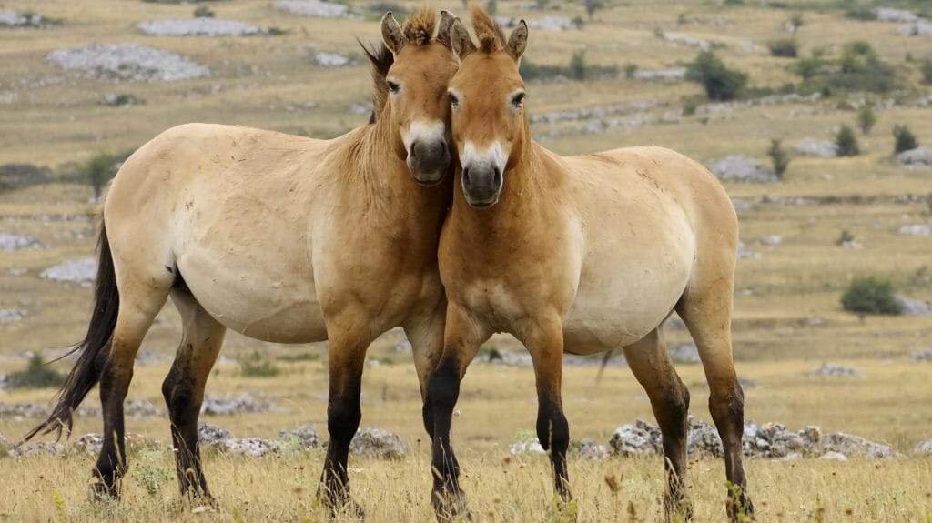 Przewalski Horses, Mongolia