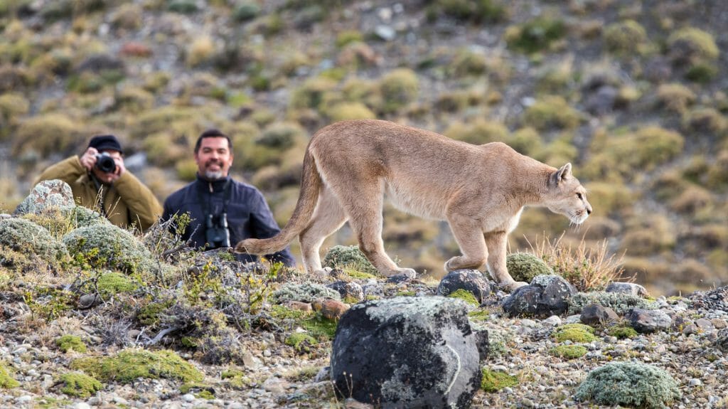 Puma Tracking, Torres del Paine, Chile