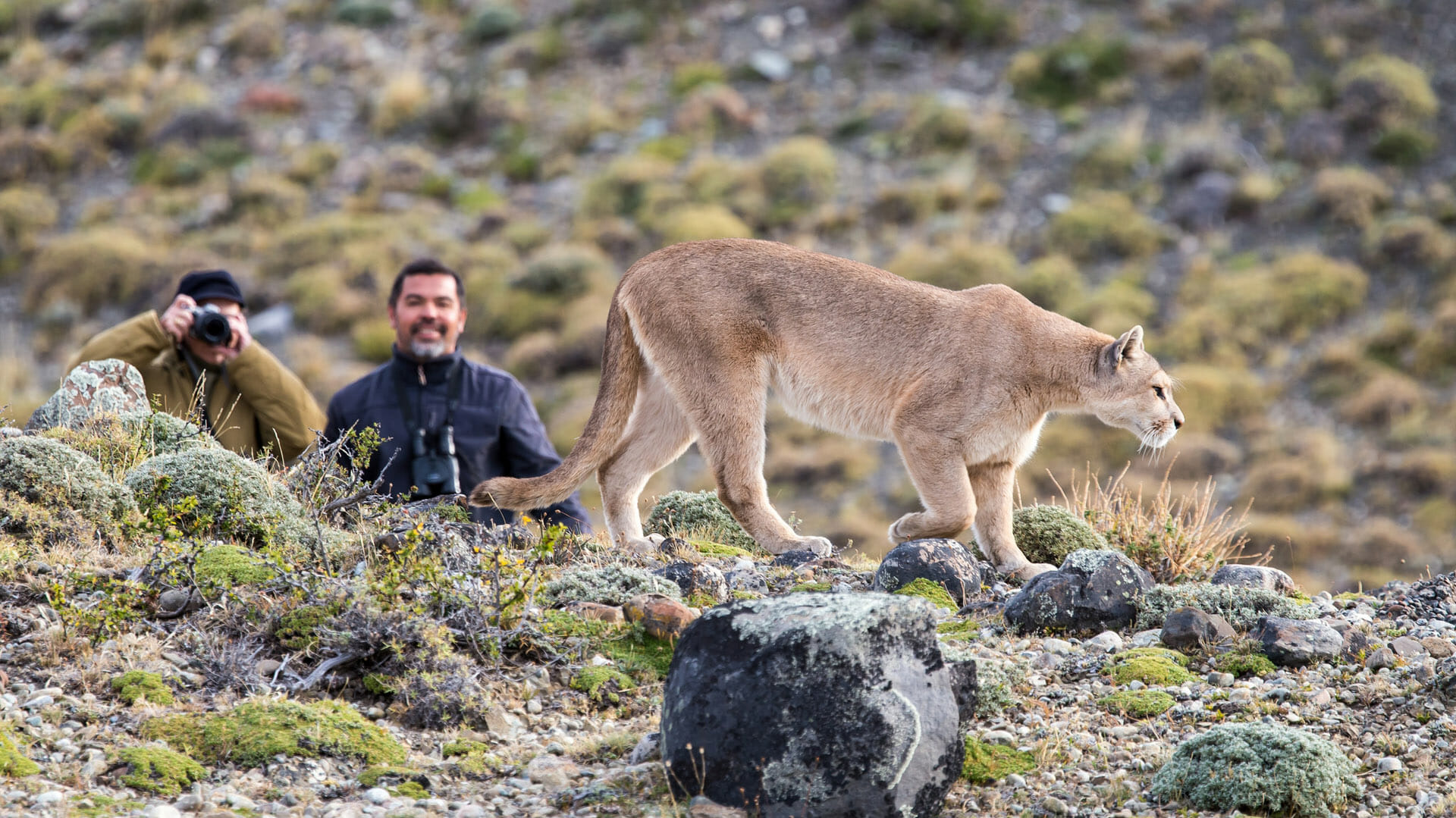 Chile - Puma Tracking in Patagonia 