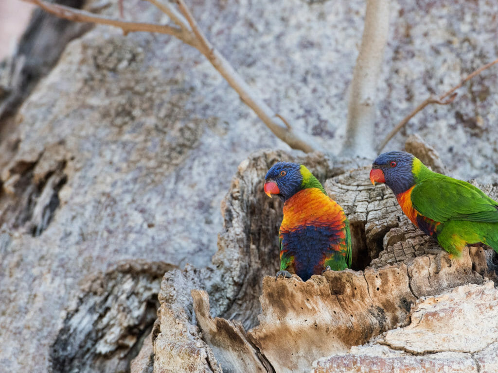 Rainbow Lorikeet on Boab tree nest, The Kimberley, Western Australia