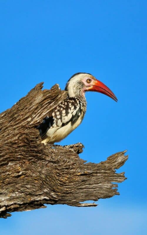 Red billed hornbill on tree stump, South Luangwa, Zambia