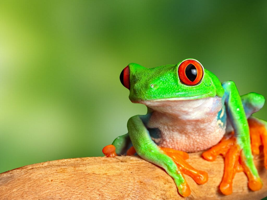 Red eyed tree frog, Costa Rica