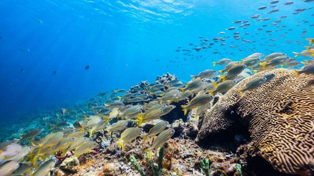 Tropical Fish in Saint Lucia