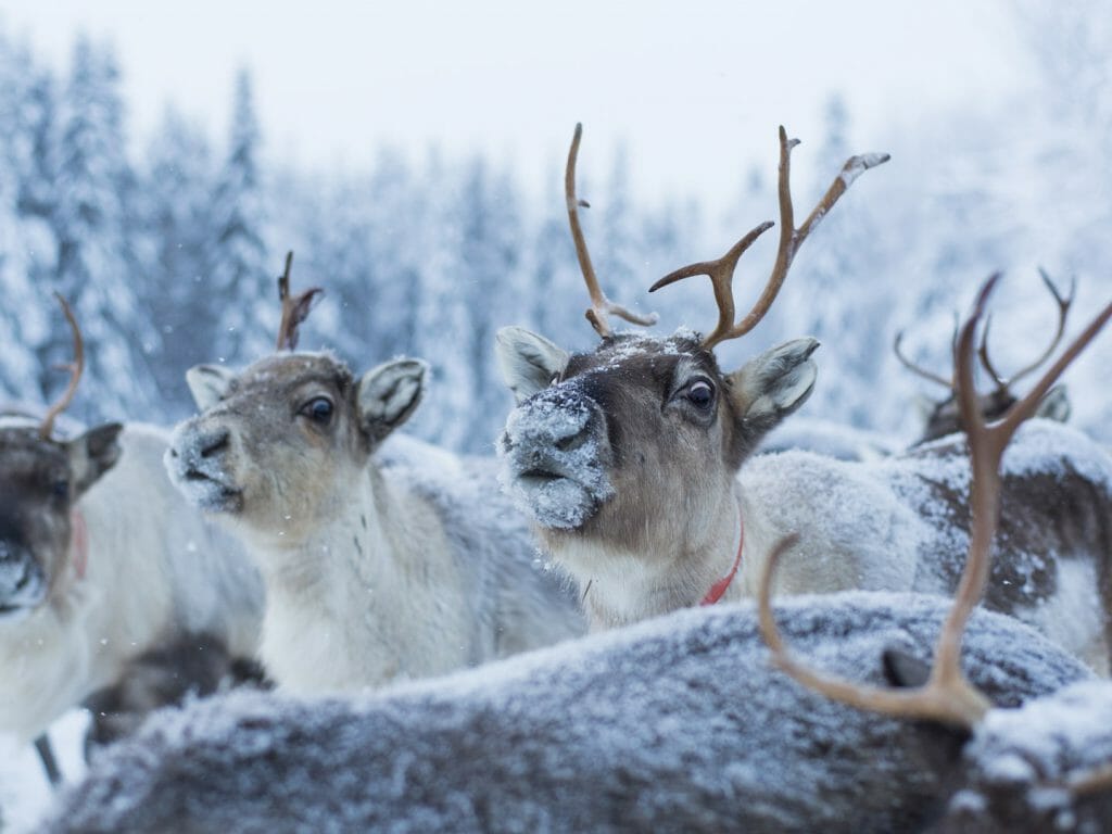 Reindeer, Sweden