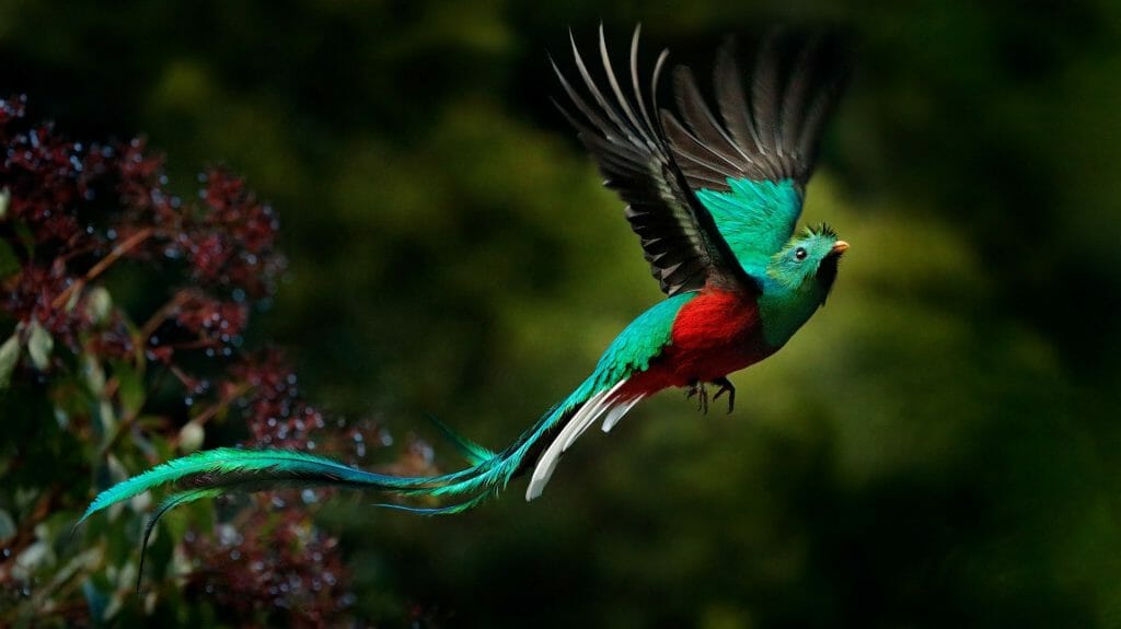 Resplendent Quetzal in flight
