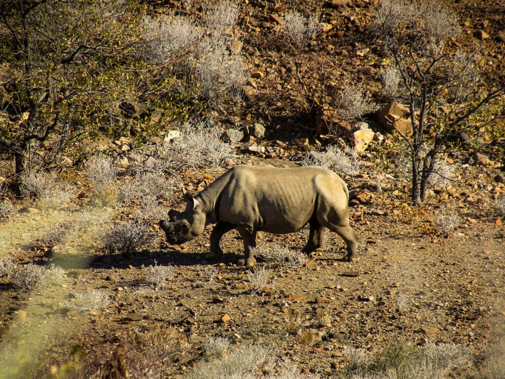 Rhino, Huab Under Canvas, Damaraland