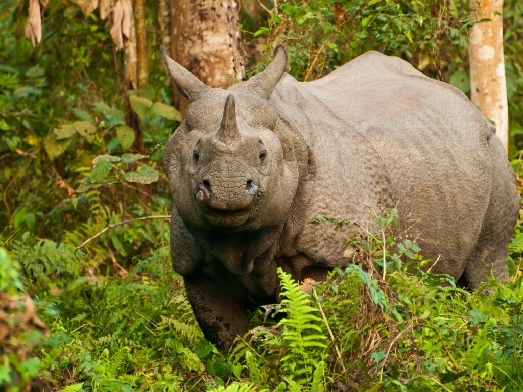 Rhino, Kaziranga National Park, India