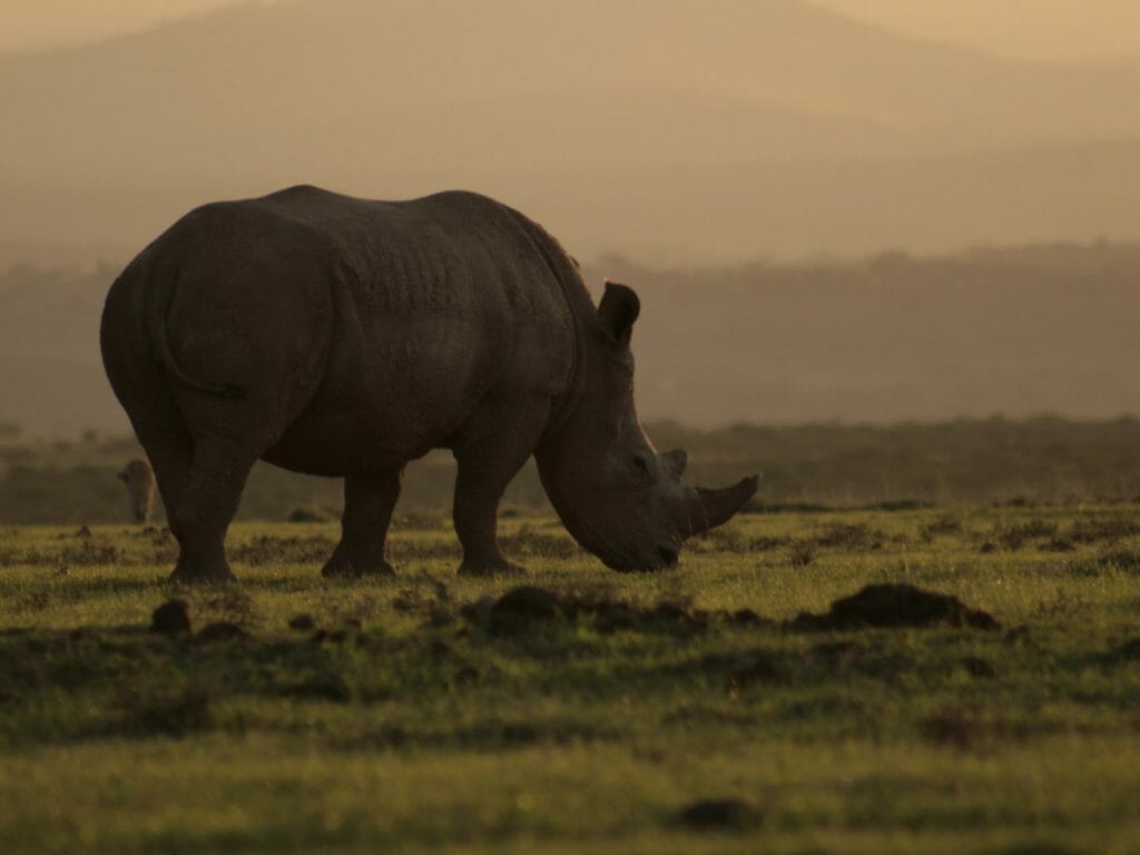 Rhino silhouette, Laikipia, Kenya