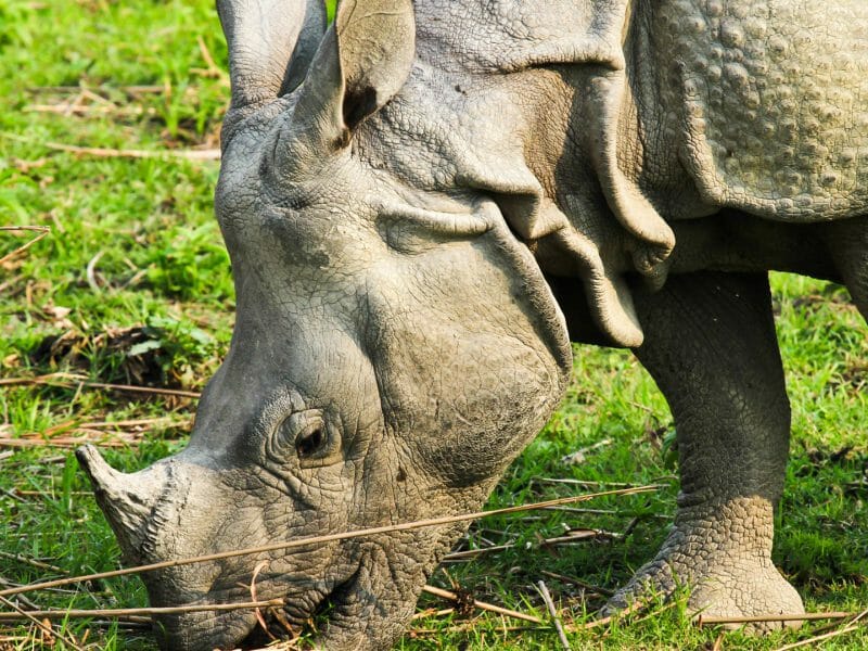 Rhinoceros, Kaziranga National Park, India