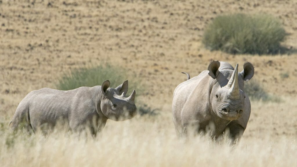 Rhinos in long grass, Palmwag Reserve, Namibia
