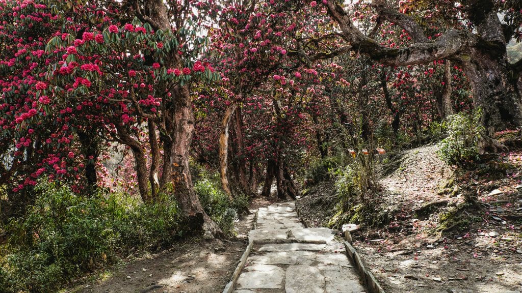Rhododendron Forests, Nepal