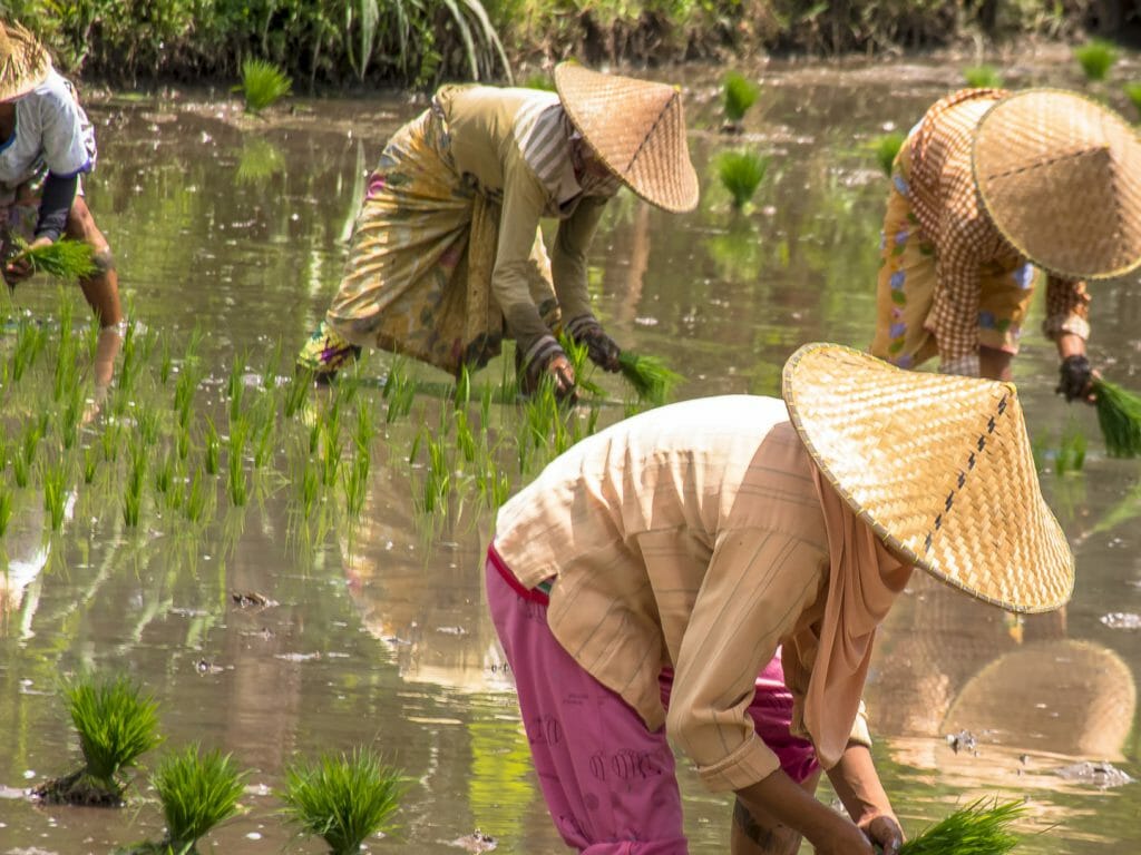 Four local people wearing traditional hats, bending over harvesting rice in water field paddy fields.