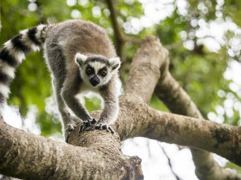 RIng tailed lemur walking down branch, Berenty, Madagascar