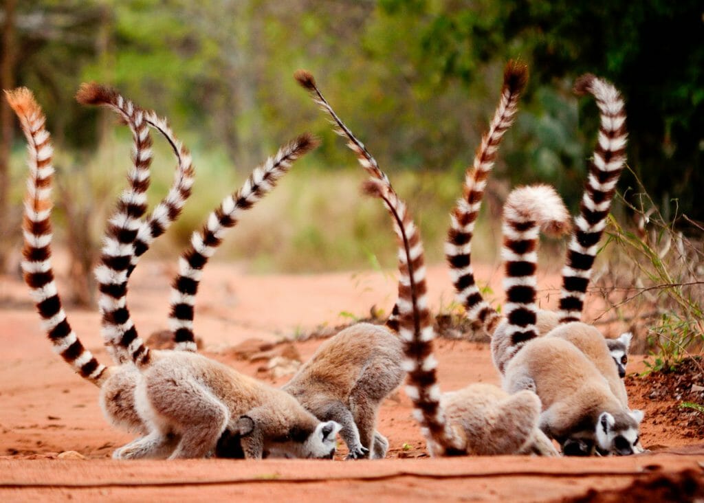 Ringtailed lemur, Berenty reserve, Madagascar