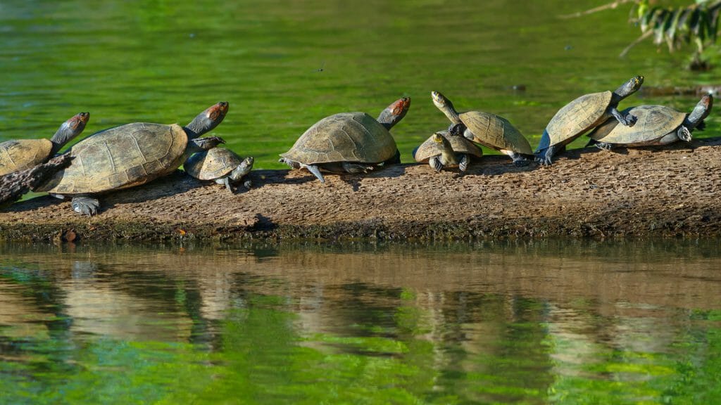 River Turtles, Tambopata National Park, Peru