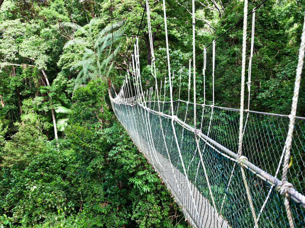 Rope Bridge, Borneo
