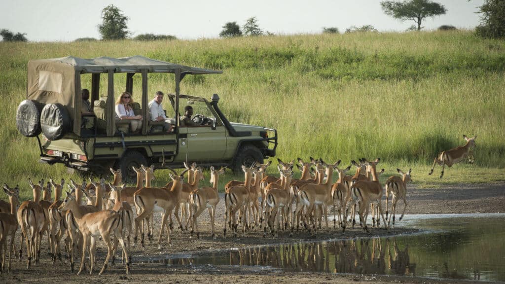 Safari, Bush Buck, Dunia Camp, Serengeti National Park, Tanzania