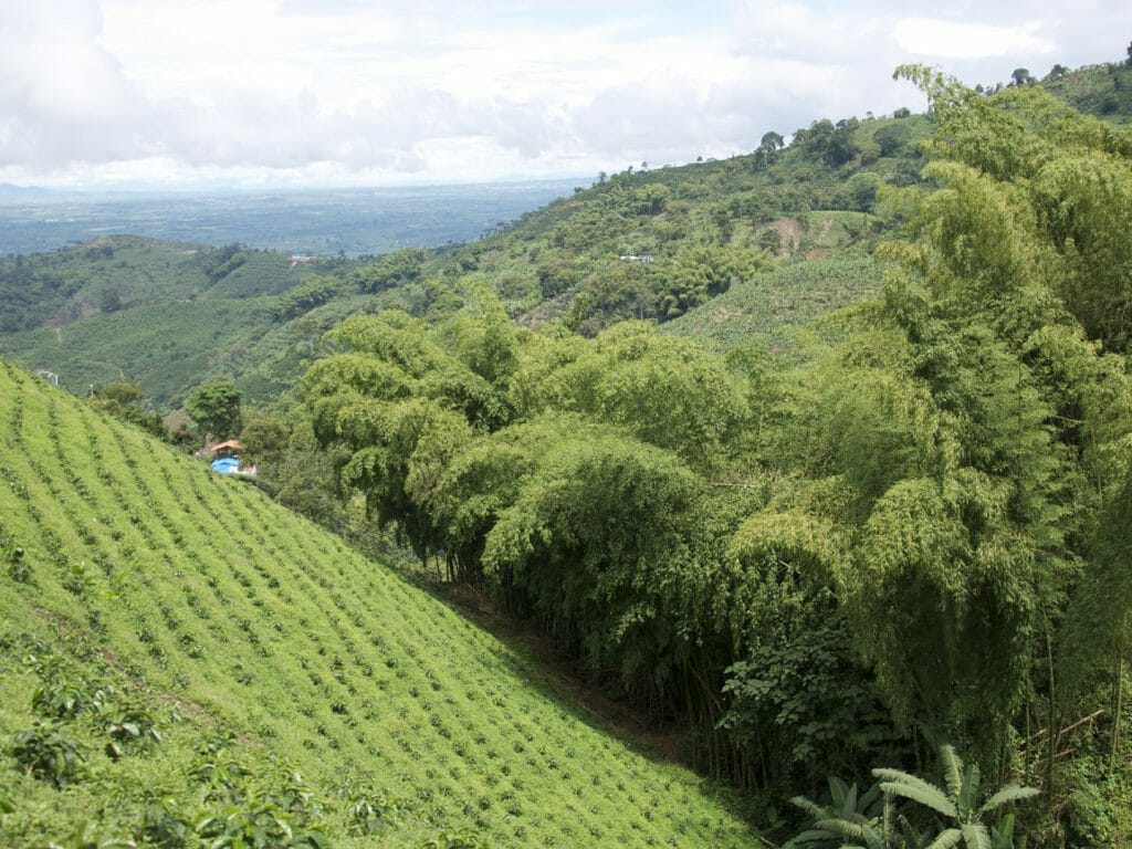 San Alberto Coffee Farm, Coffee Region, Colombia