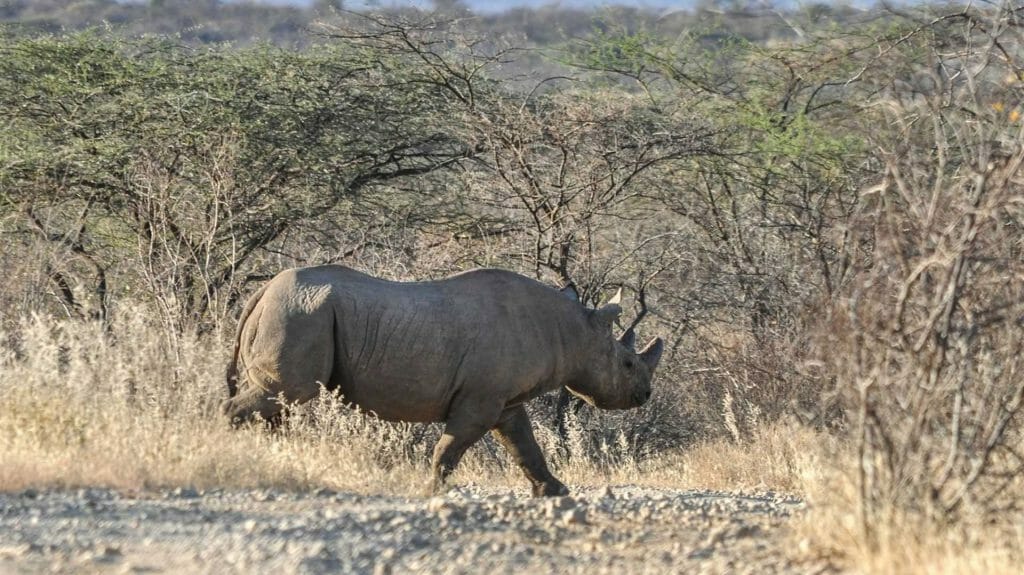 Saruni Rhino, Samburu