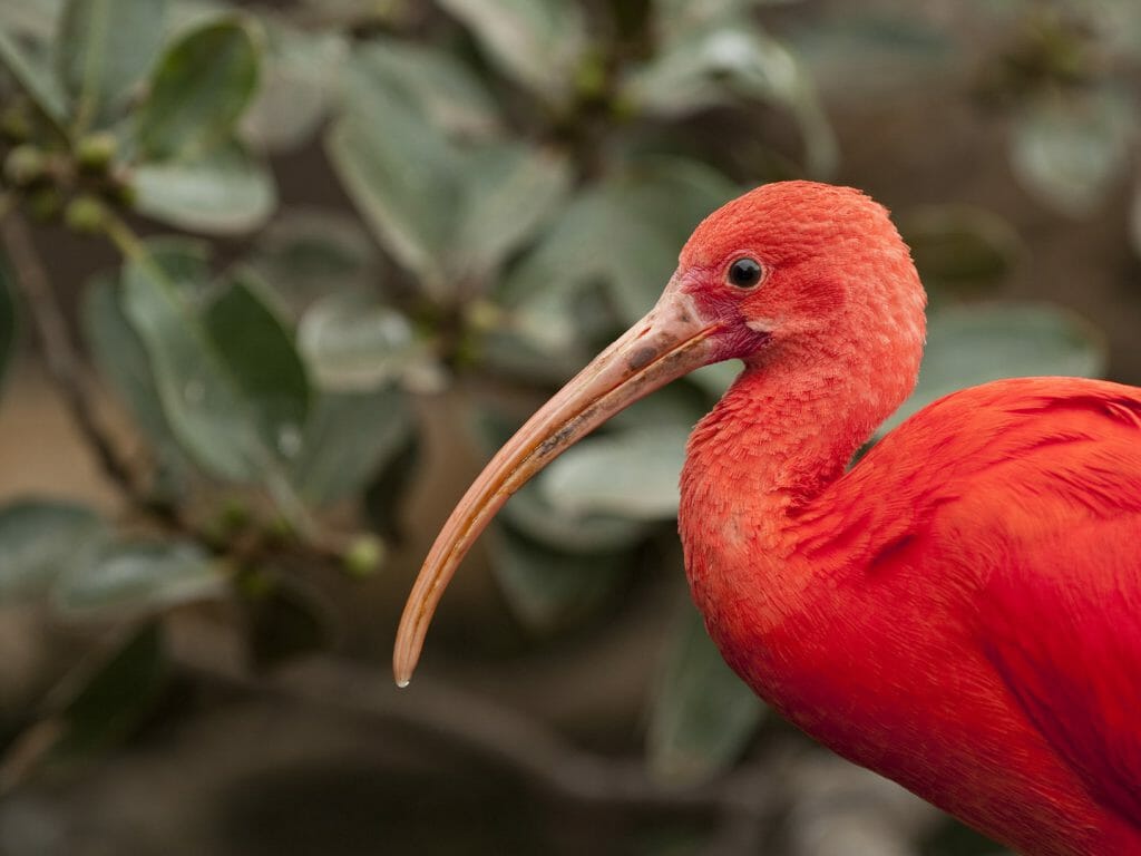 Scarlet Ibis