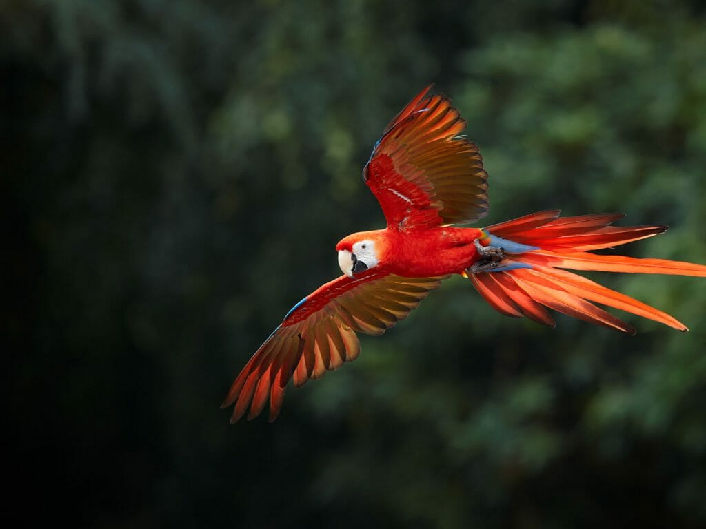 Scarlet Macaw, Manu National Park, Peru