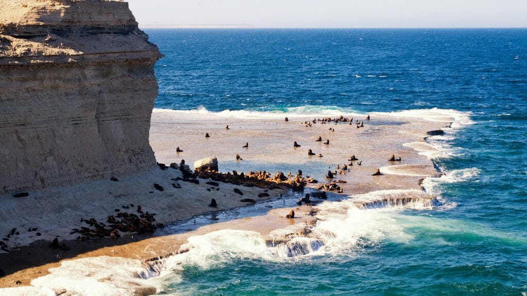 Sea Lions, Peninsula Valdes, Patagonia, Argentina