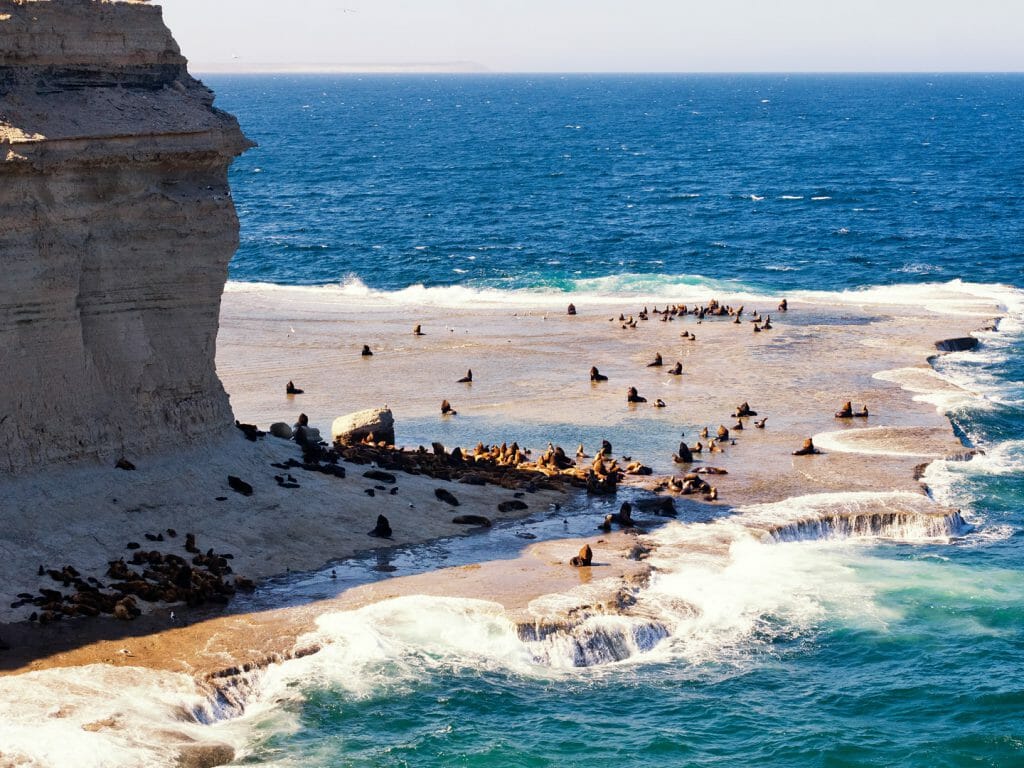 Sea Lions, Peninsula Valdes, Patagonia, Argentina