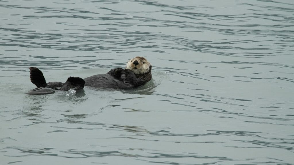 Sea Otter, Kenai Peninsula, Alaska