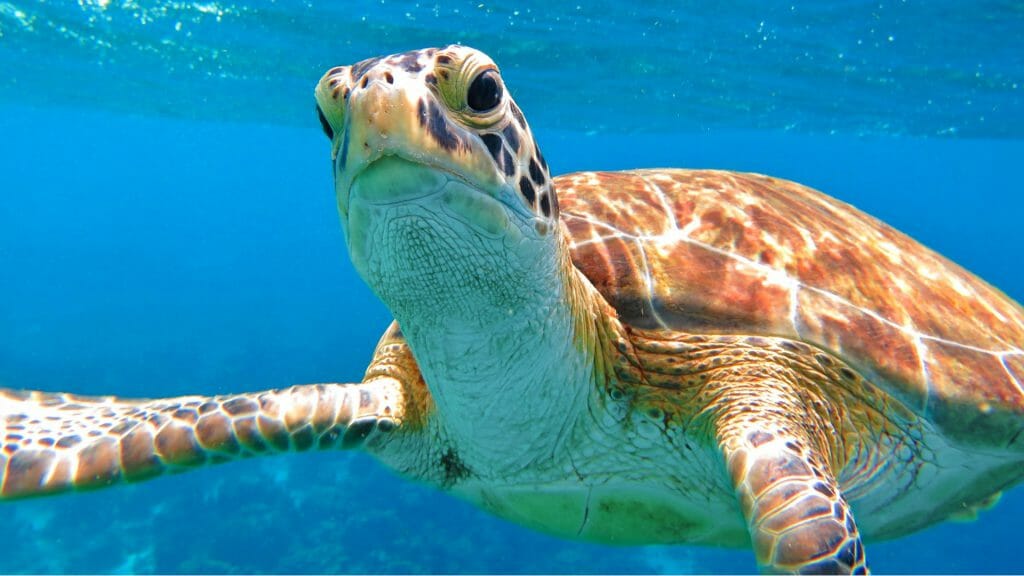 Close up of sea turtle looking directly at camera.