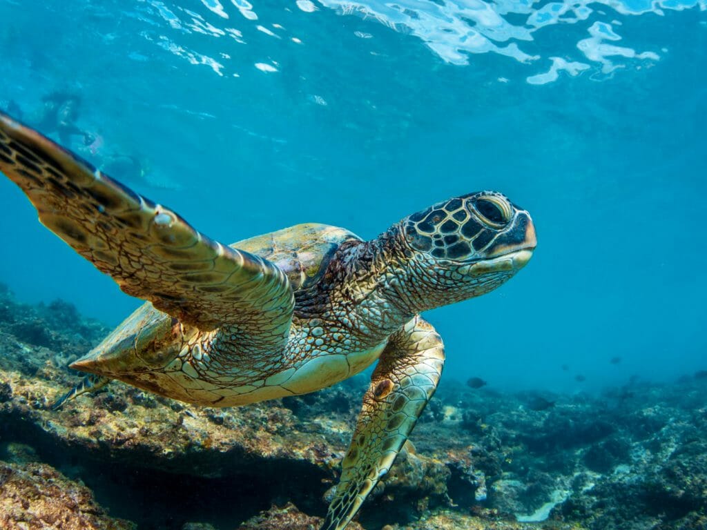 Sea Turtle in the Reef, Hawaiian Islands