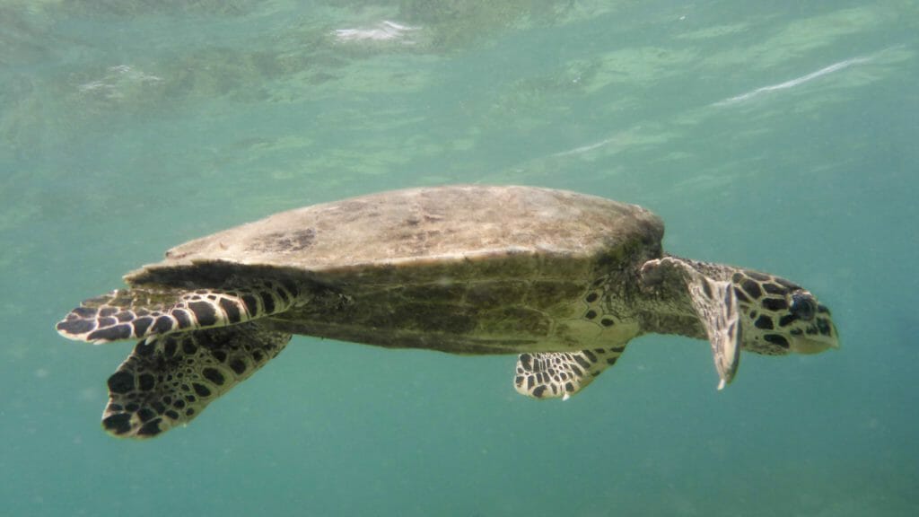Sea turtle, Madagascar