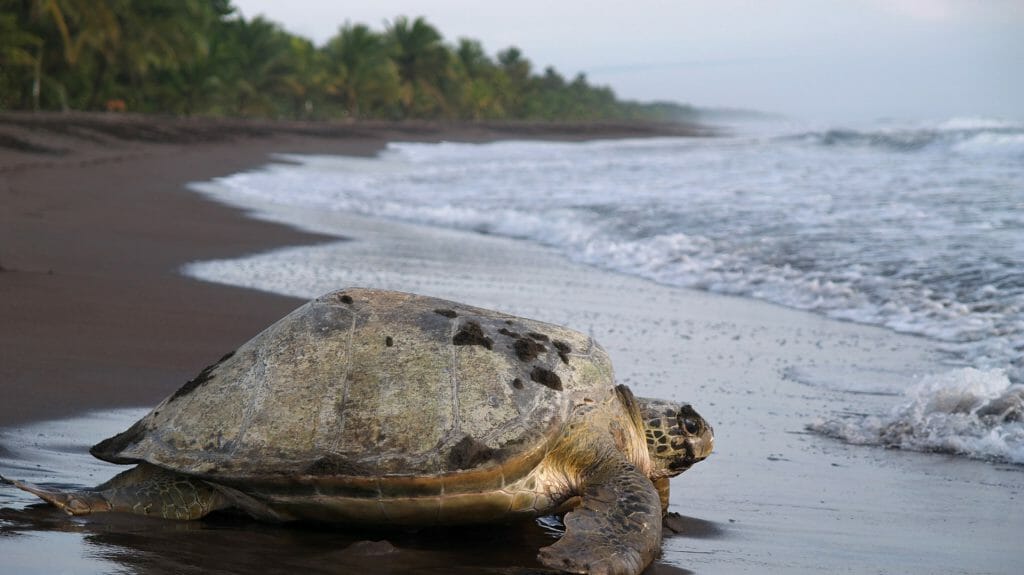Sea Turtle, Tortuguero National Park, Costa Rica