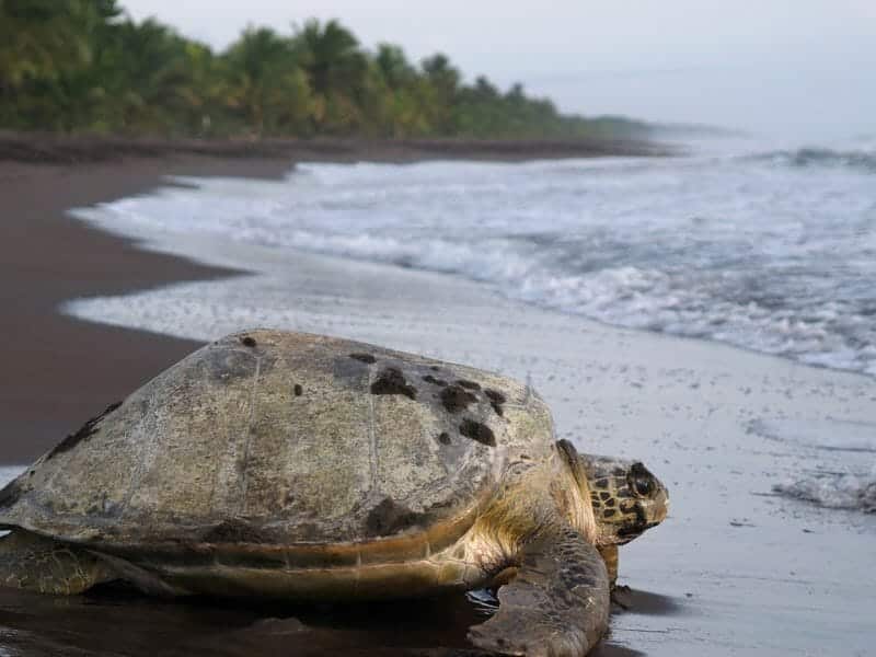 Sea Turtle, Tortuguero National Park, Costa Rica