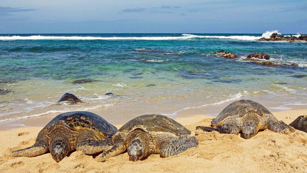Sea turtles on the beach in Nevis