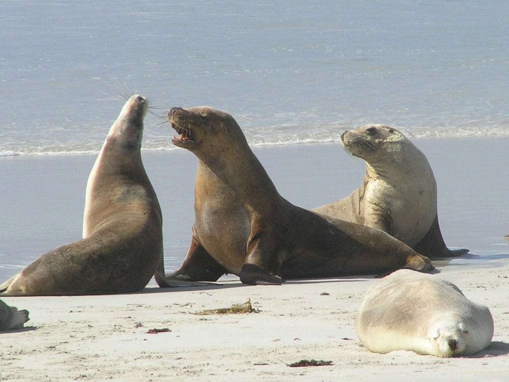 Group of four seals on the sea shore.