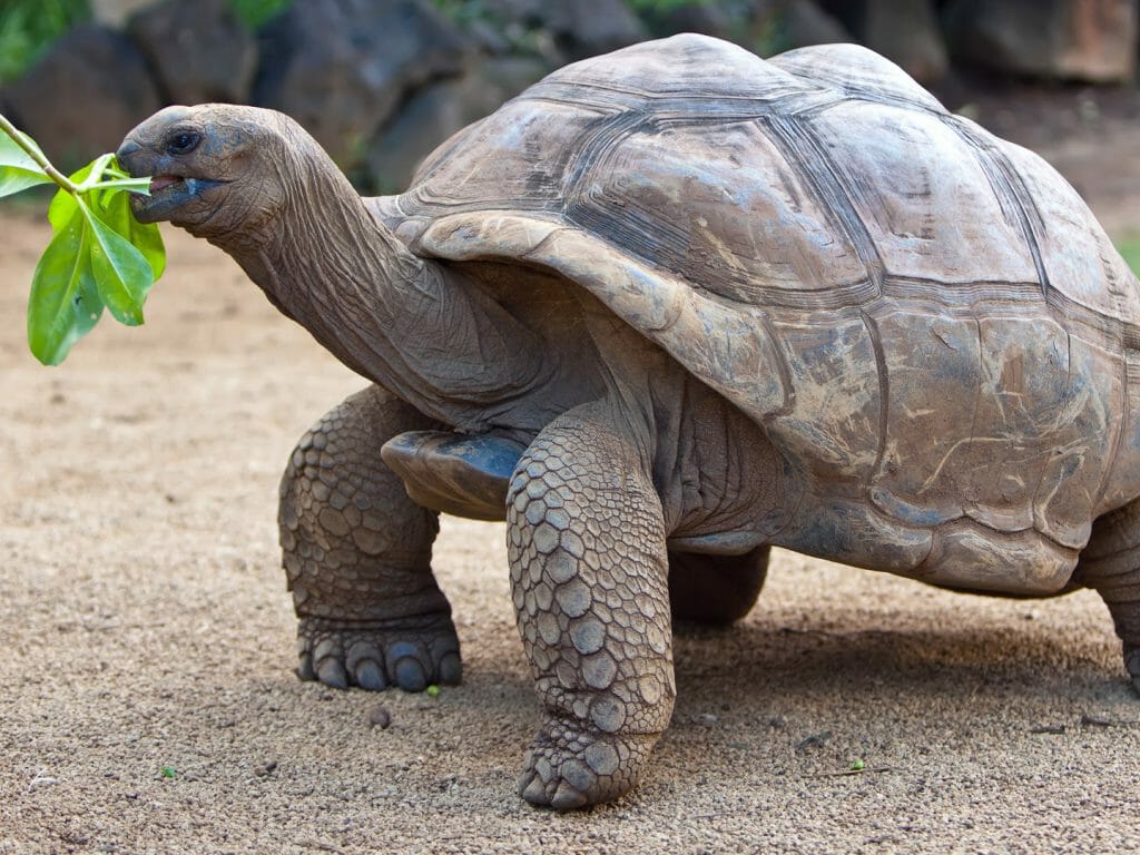 Seychelles Turtle, La Vanille Reserve, Seychelles