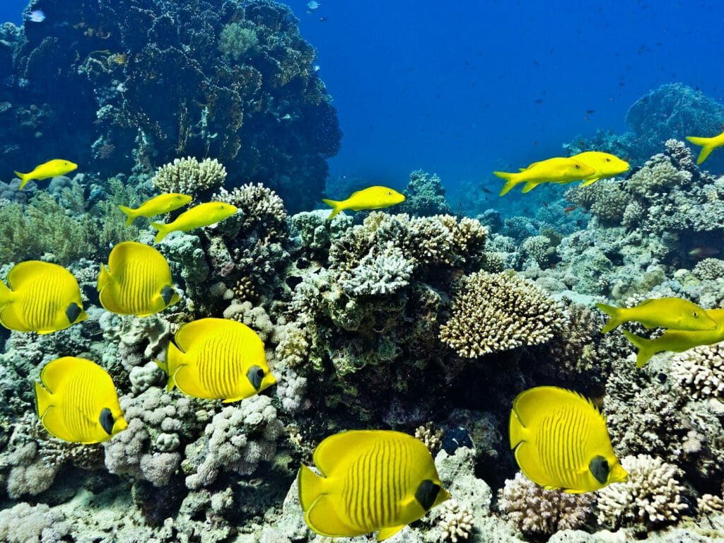 Shoal of Butterflyfish and Yellowsaddle Goatfishfish on the coral reef, Aldabra Charter