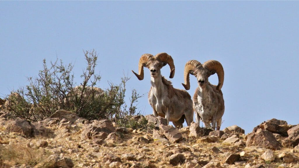 Two Siberian Ibex on the crest of a hillside in Ikh Nart in Mongolia.